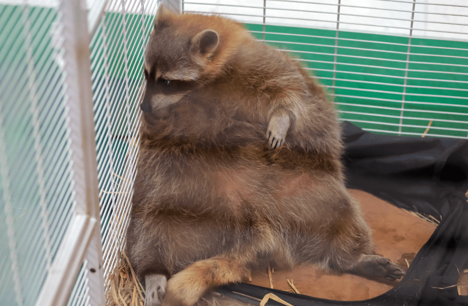 WILDLIFE REMOVAL