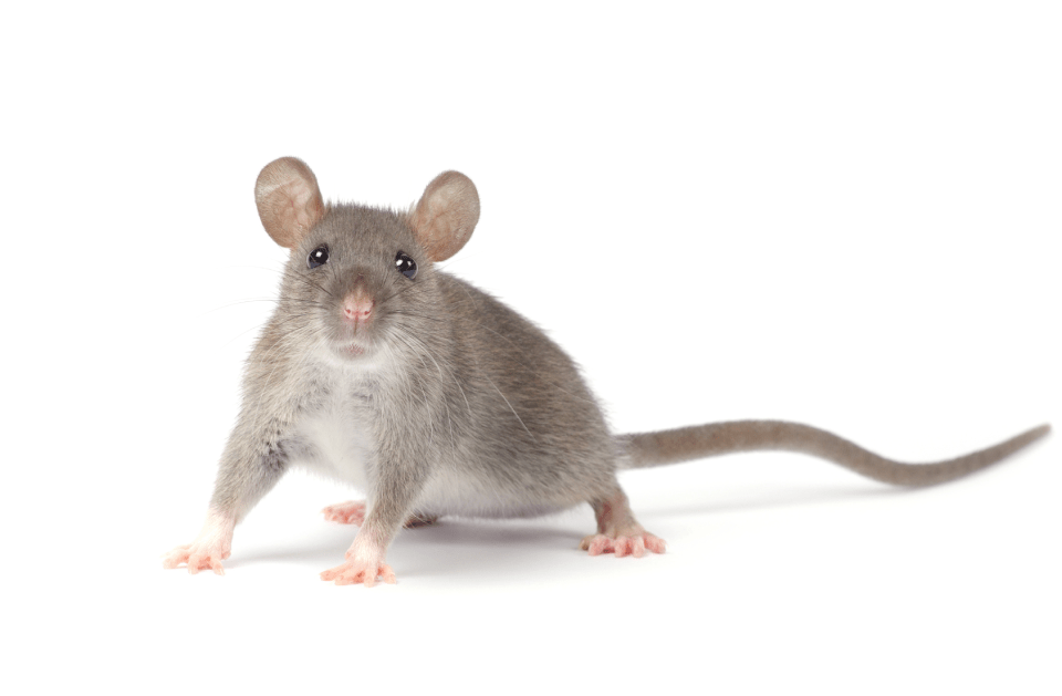 RODENT EXCLUSION