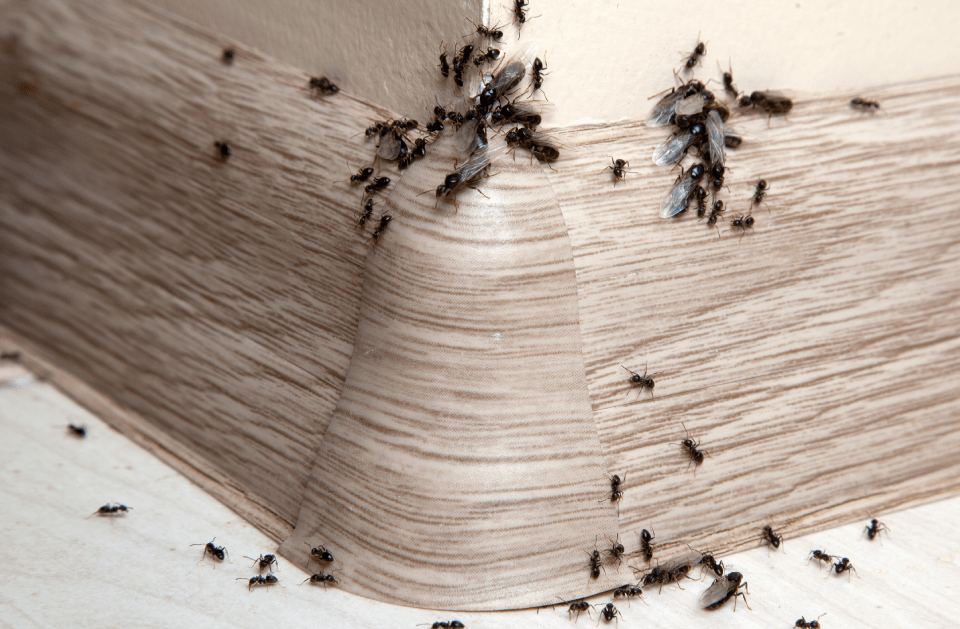 GENERAL PEST CONTROL
