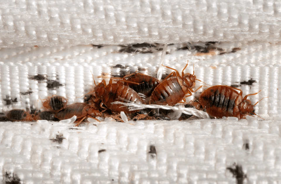 BED BUGS