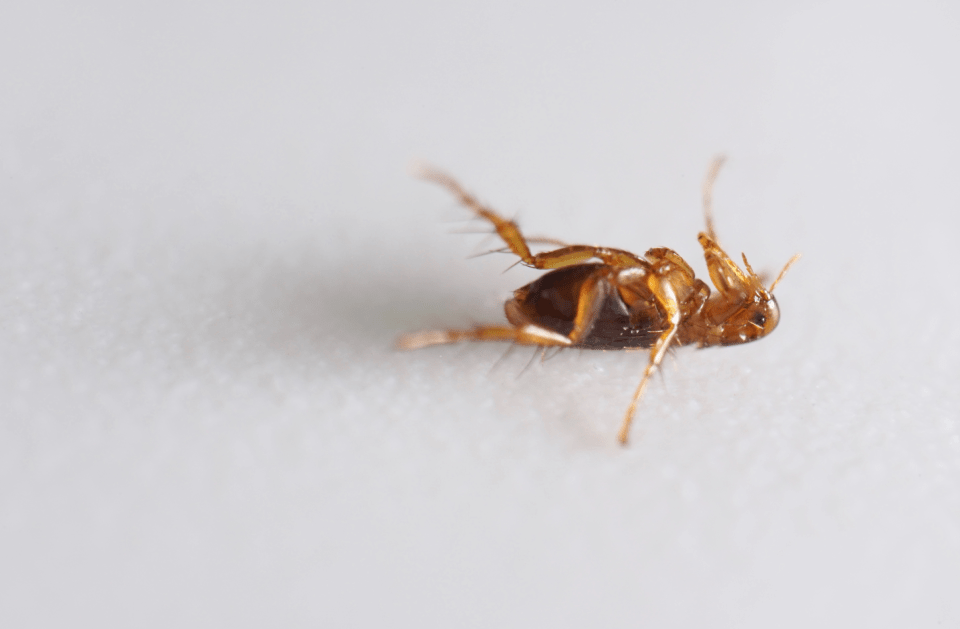FLEAS, TICKS, AND MITES