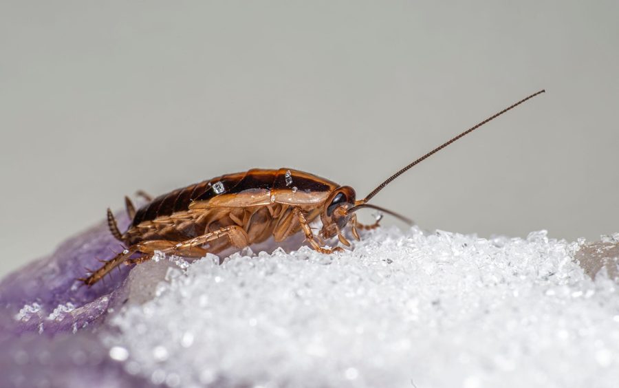 Drywood Termite Treatment