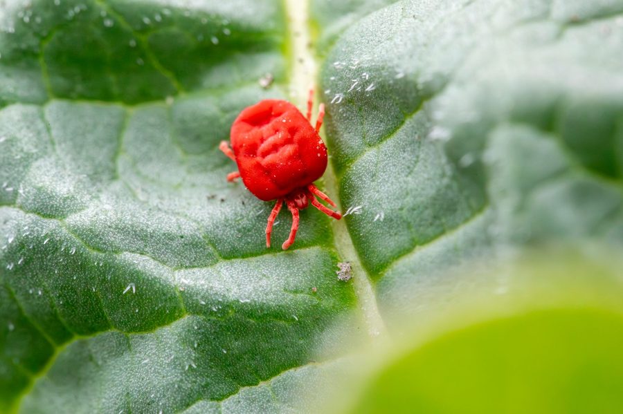 Pest Control in Willowbrook