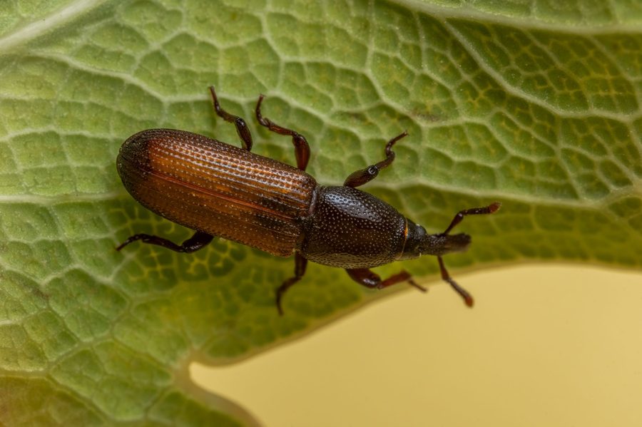 Pest Control in Hacienda Heights