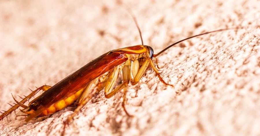 Pest Control in Lake Forest